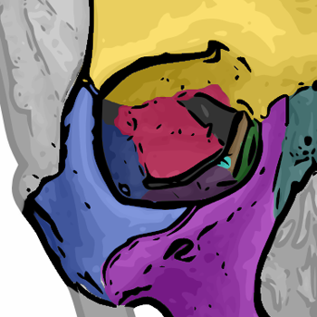 Orbital_bones.png
